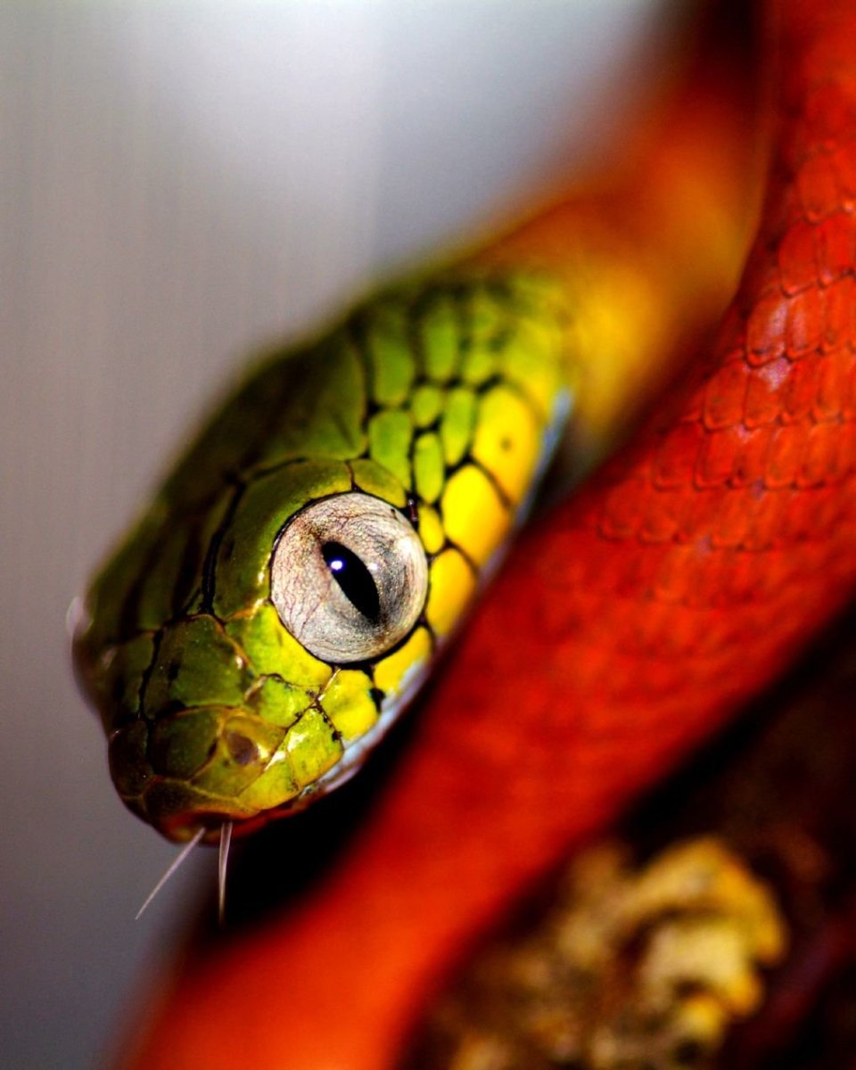 Бойга цианея