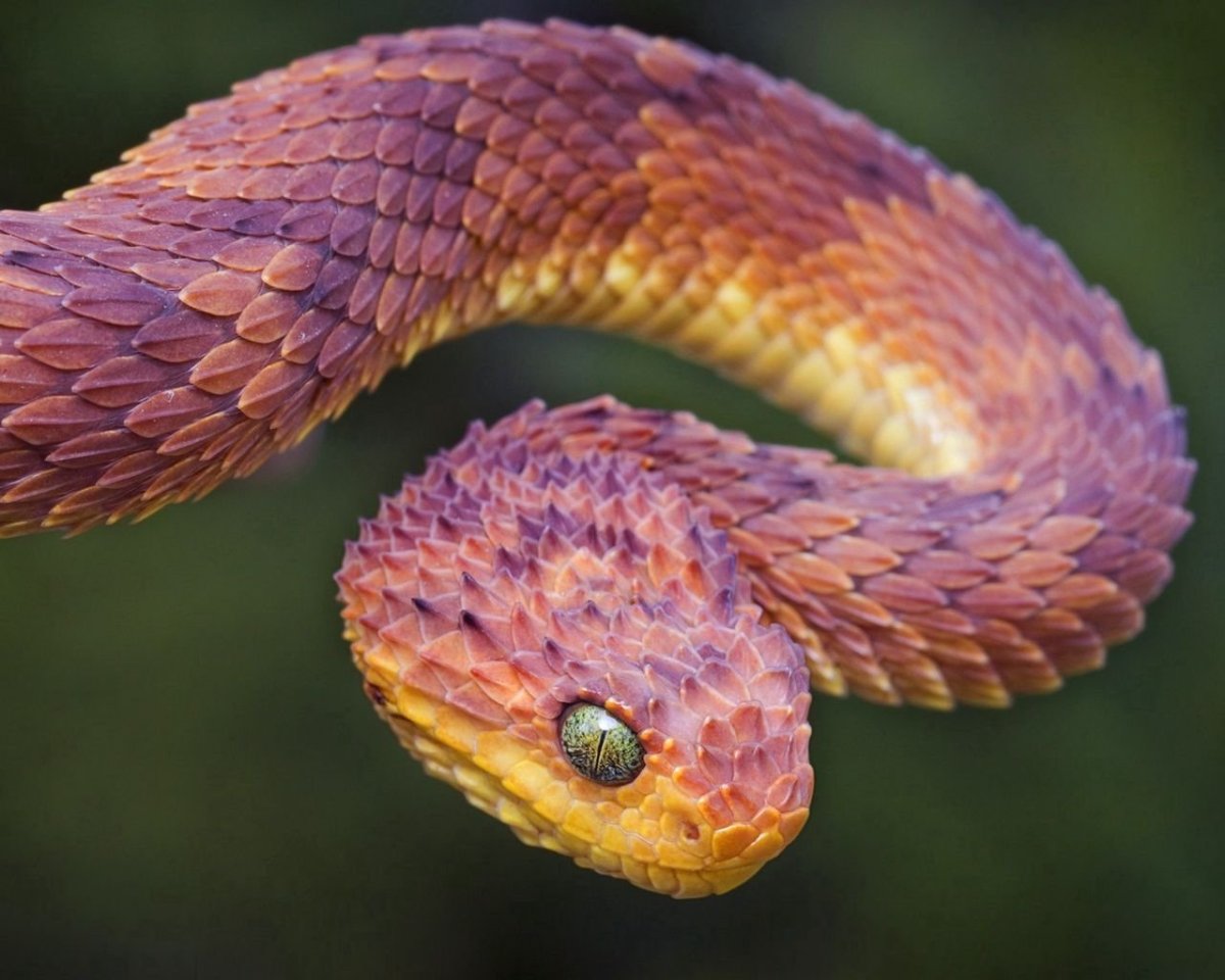 Колючая кустарниковая гадюка ядовитая