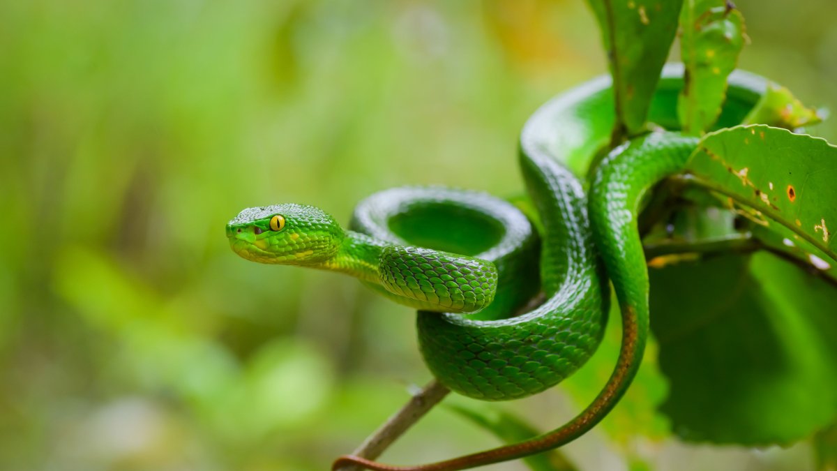 Trimeresurus albolabris