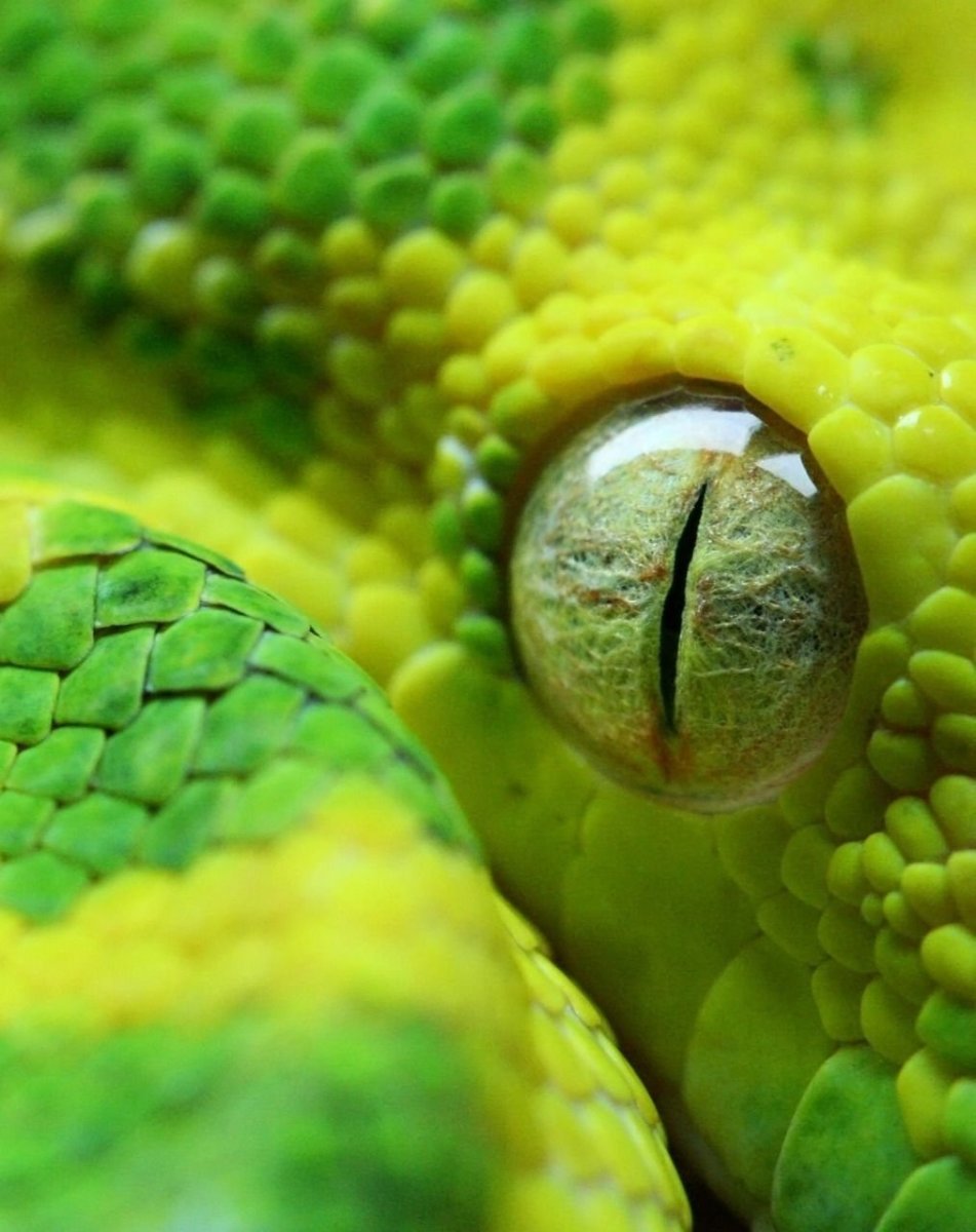 Глаз рептилии