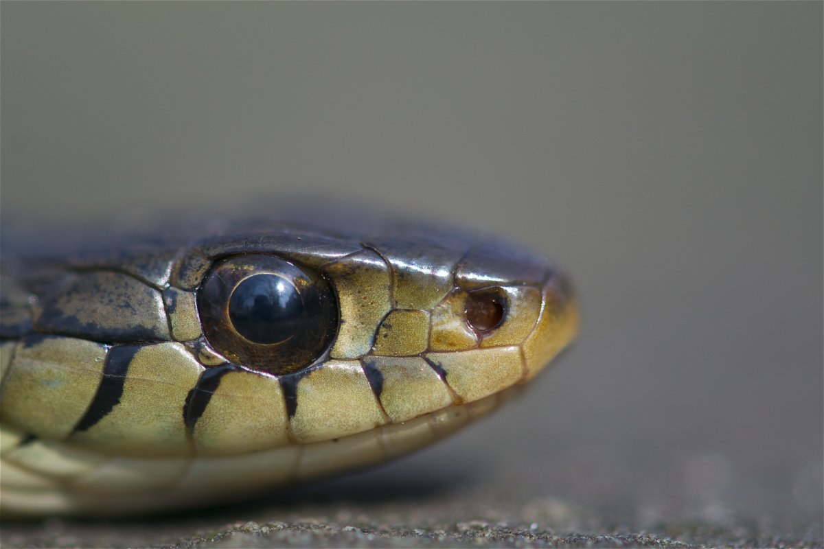 Зрачок змеи