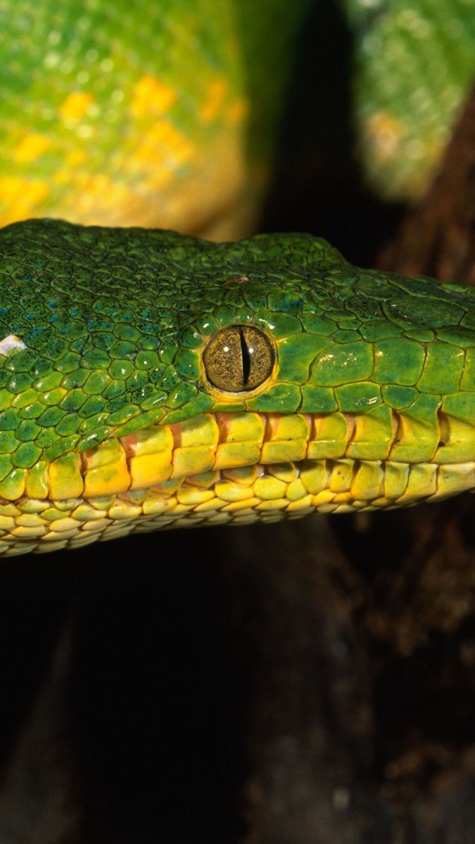 Змея изумрудный питон