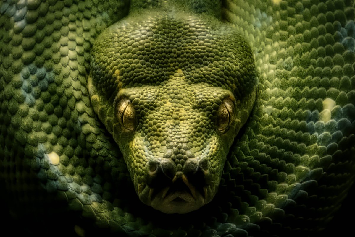 Взгляд змей