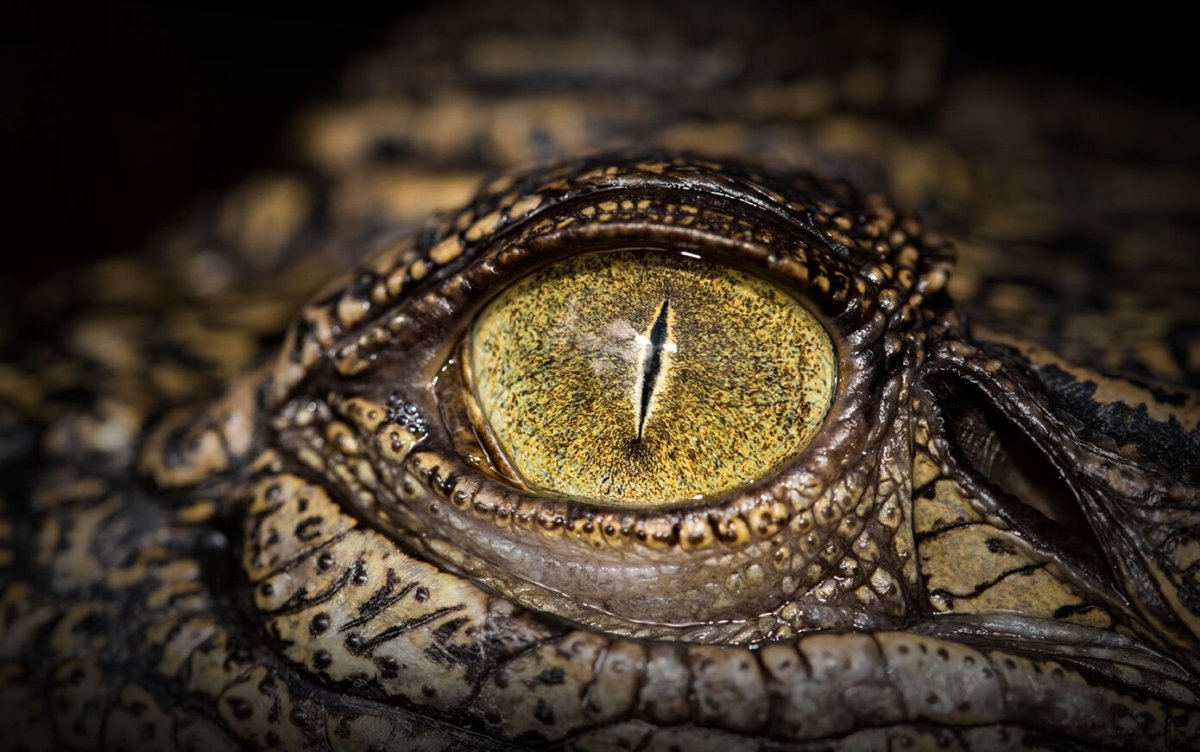 Глаз рептилии