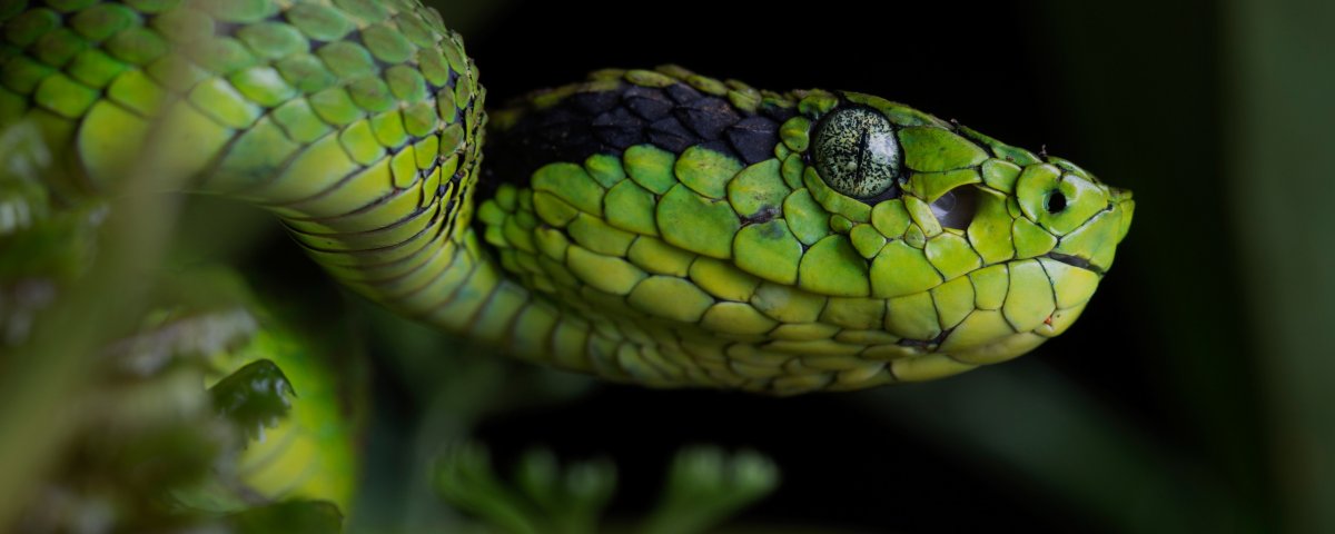 Голова змеи крупным планом