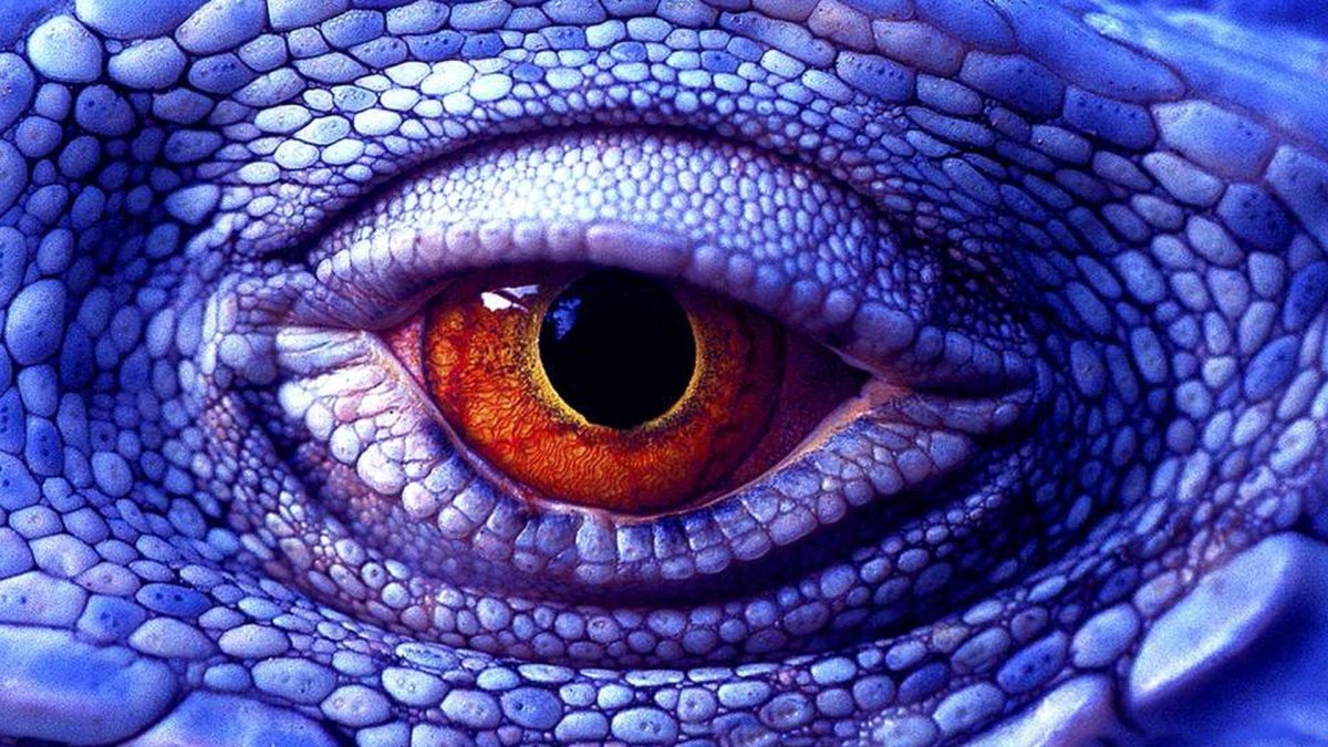 Глаза змеи