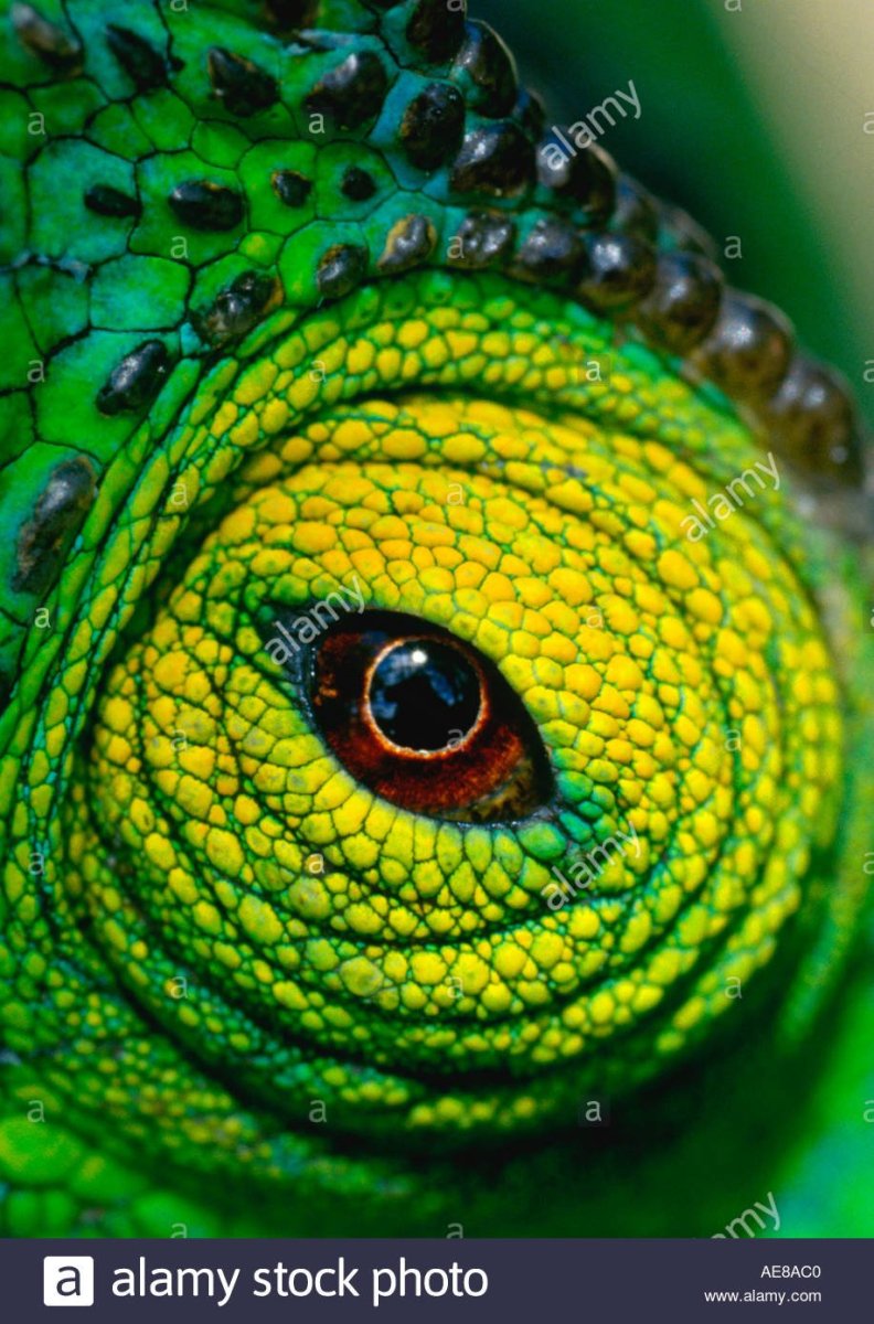 Рептилии хамелеон Пучеглазый