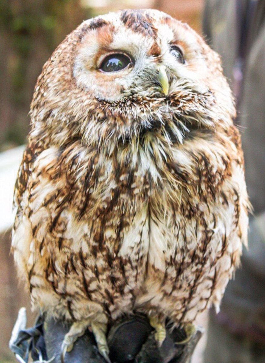 Неясыть обыкновенная