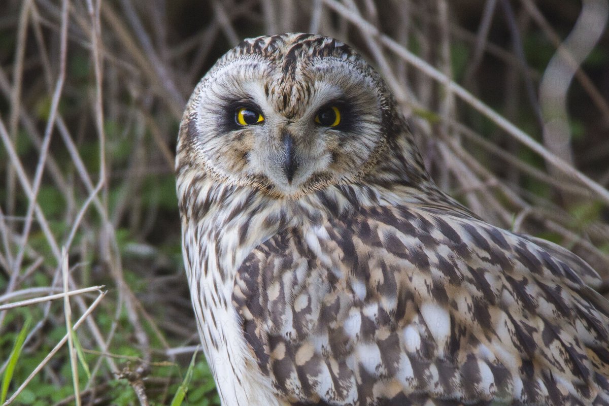 Полярная ушастая Сова