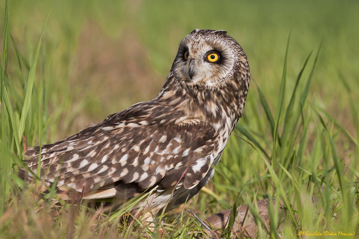 Болотная Сова