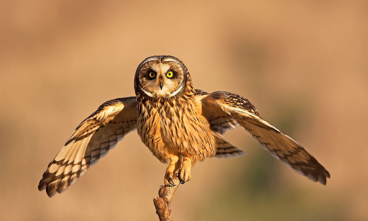 Болотная Сова