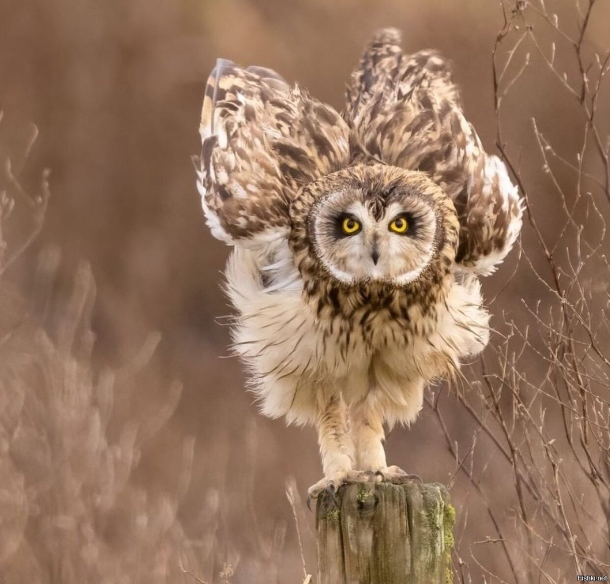 Болотная Сова лапы