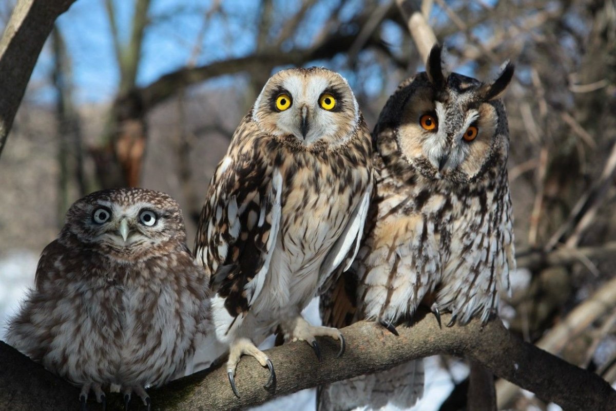 Филин Сыч сипуха