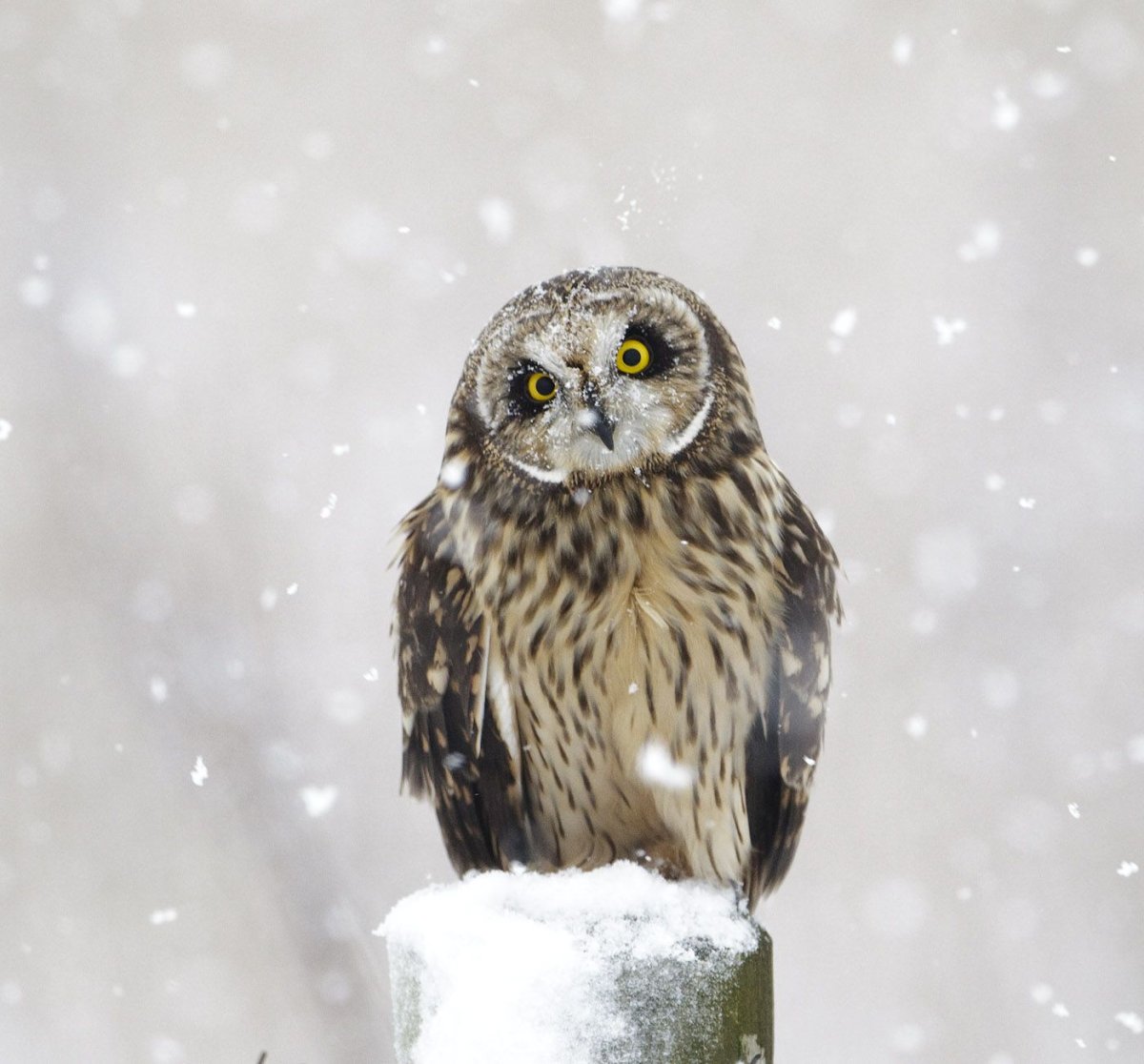 Болотная Сова зимой