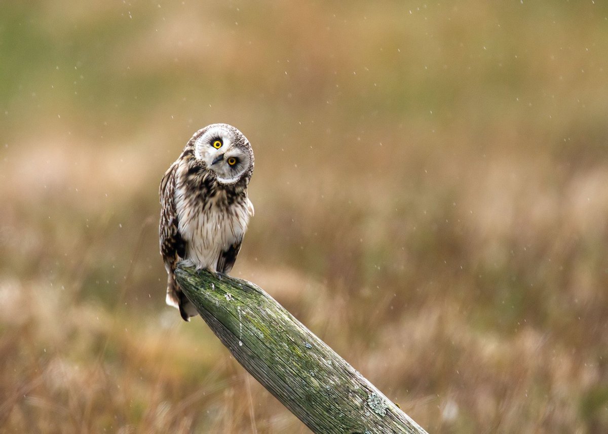 Болотная Сова Мосалова