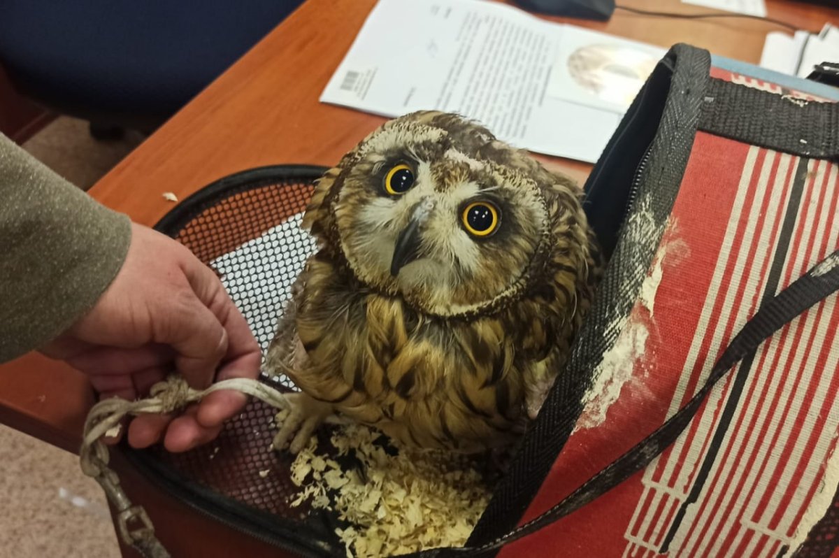 Краснокнижные Совы