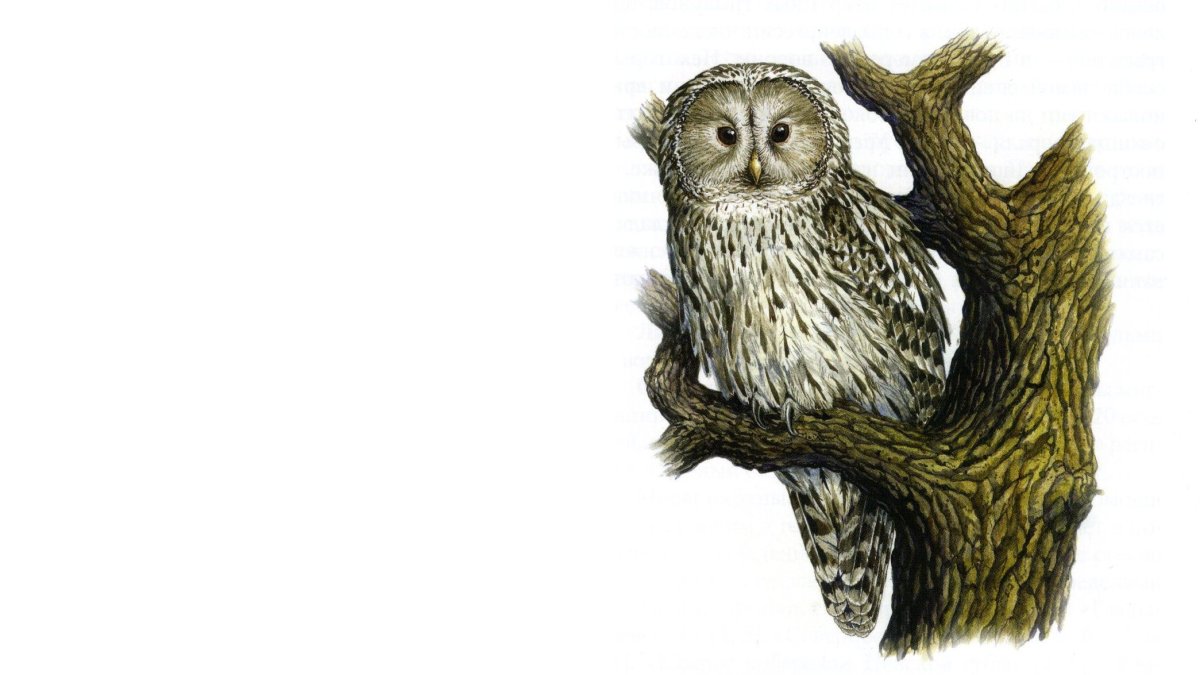 Длиннохвостая неясыть (Strix uralensis)