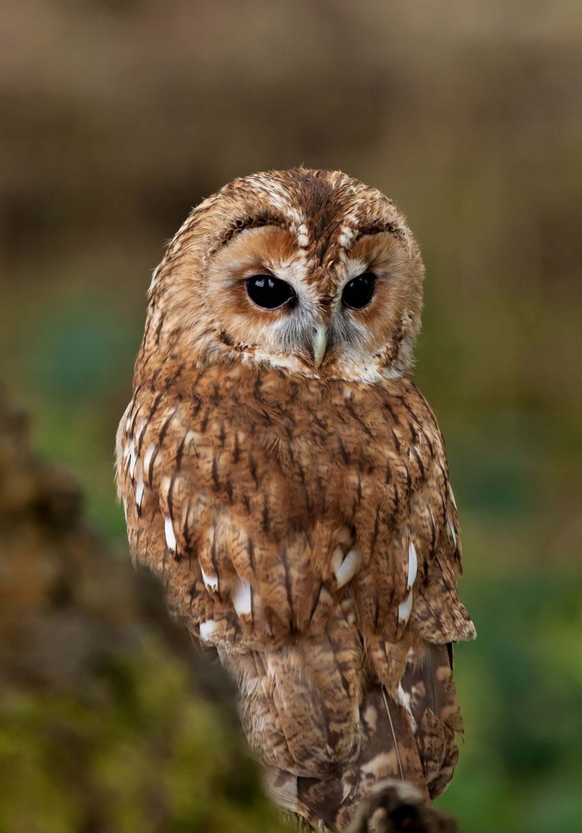 Неясыть обыкновенная