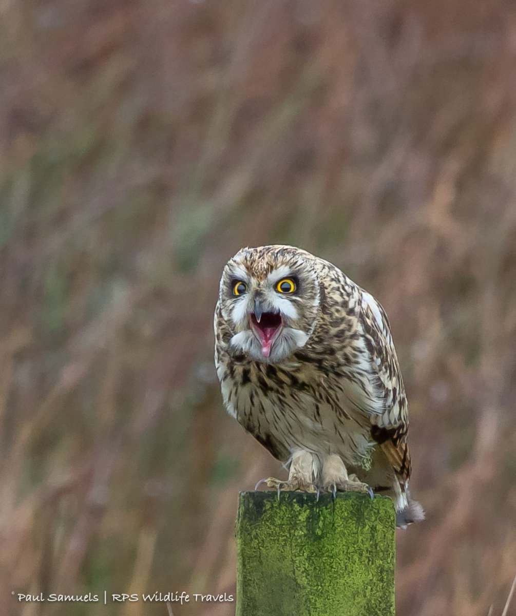Сова Болотная неясыть