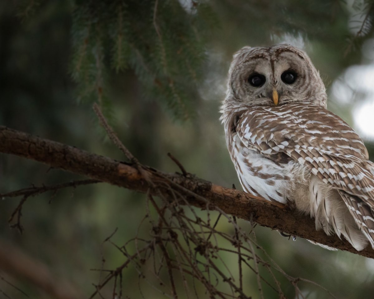 Сова неясыть Перелетная