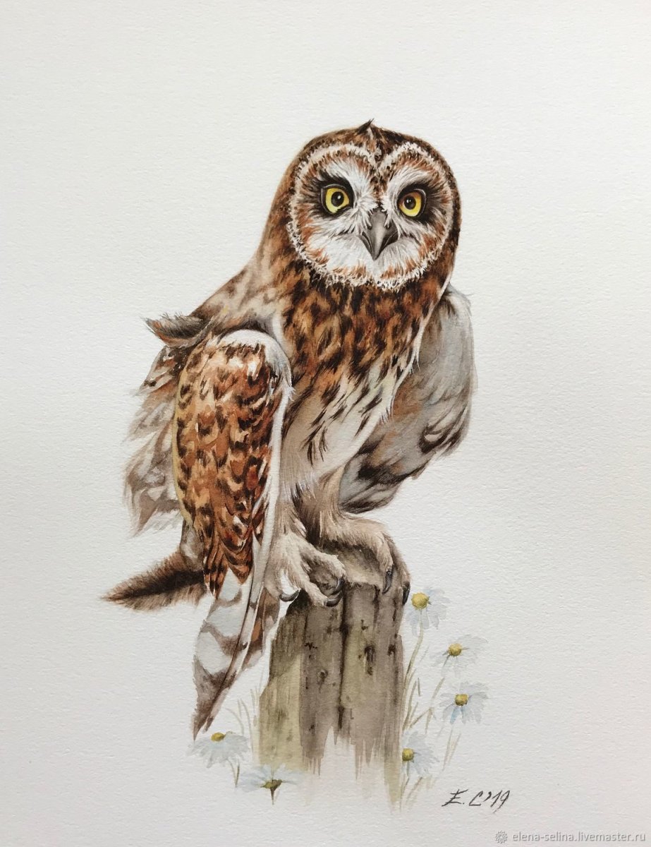 Болотная Сова акварель