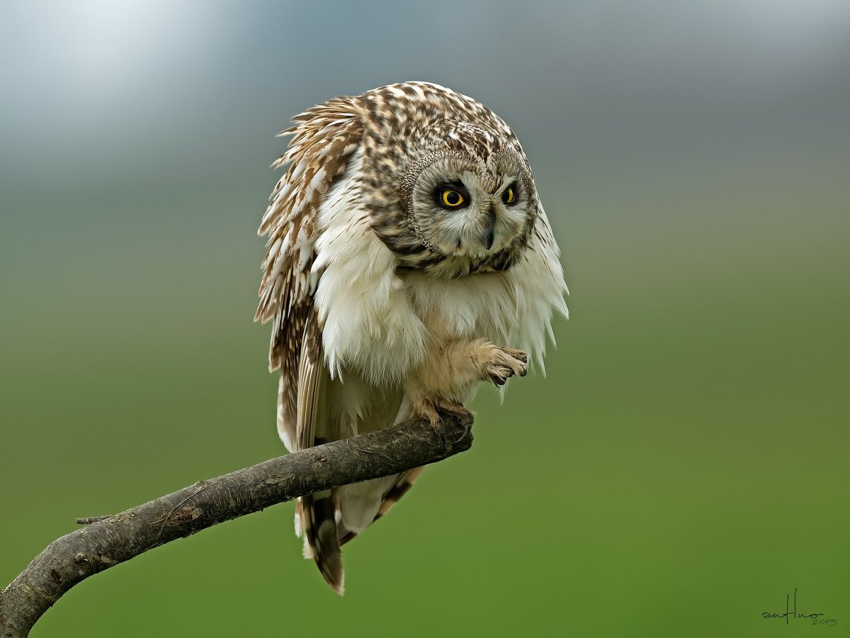 Птенец Болотной Совы