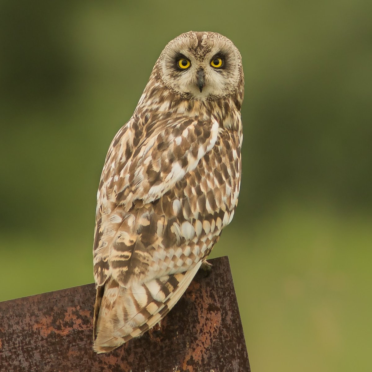 Европа Болотная Сова