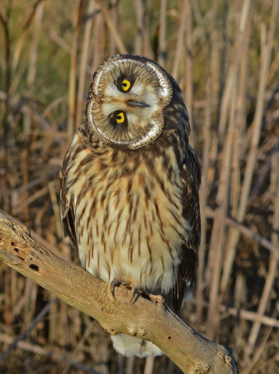 Болотная Сова