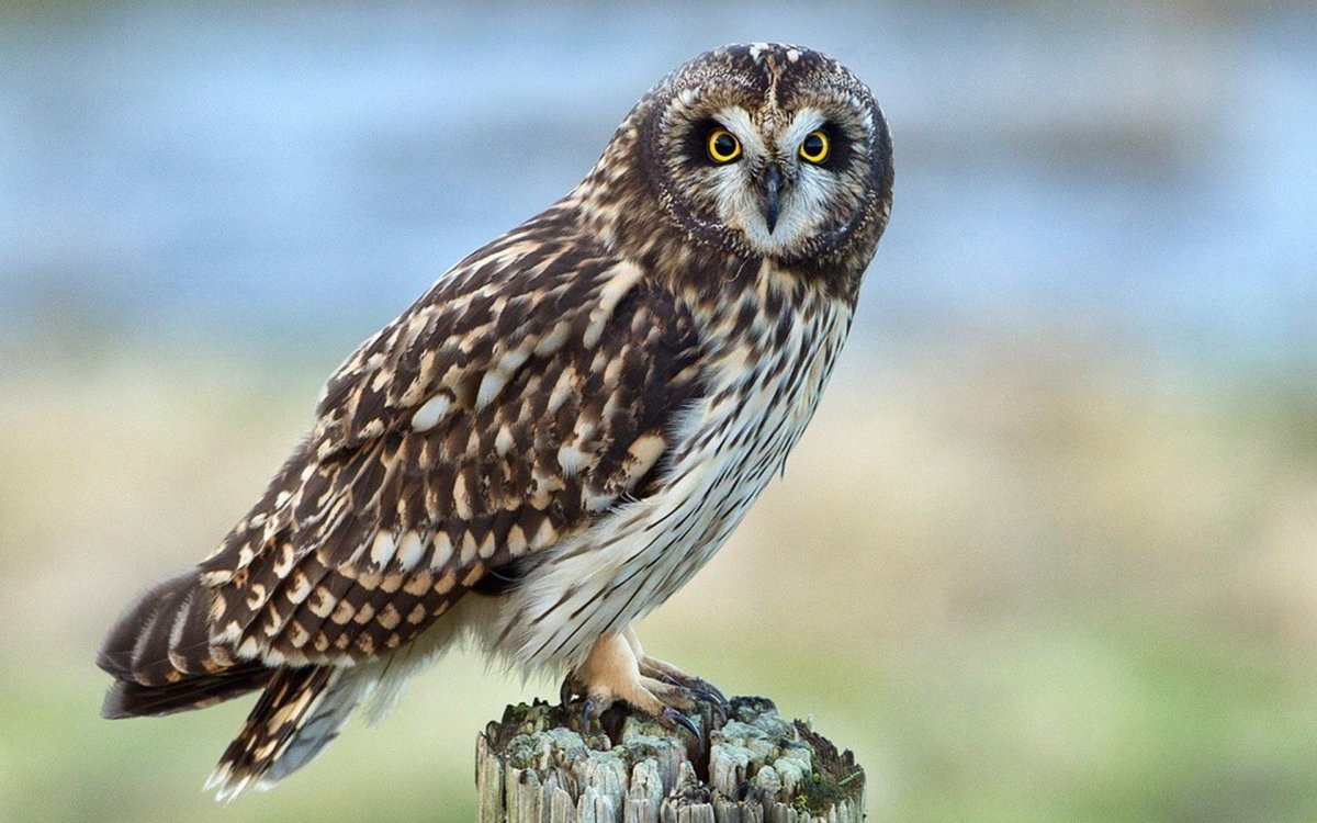 Пятнистая неясыть Отулисса