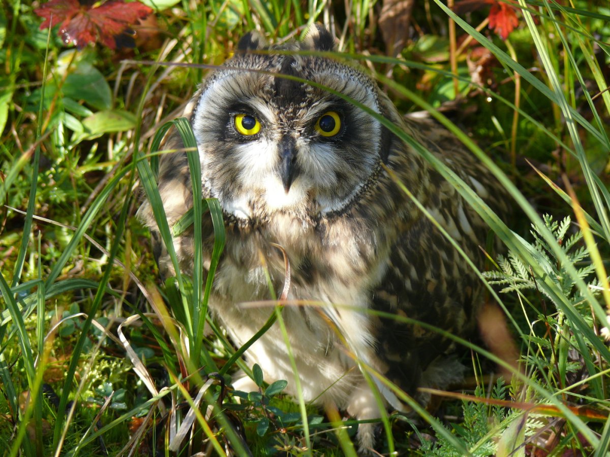 Болотная неясыть