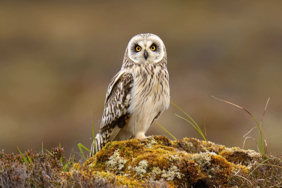 Краснокнижная Болотная Сова