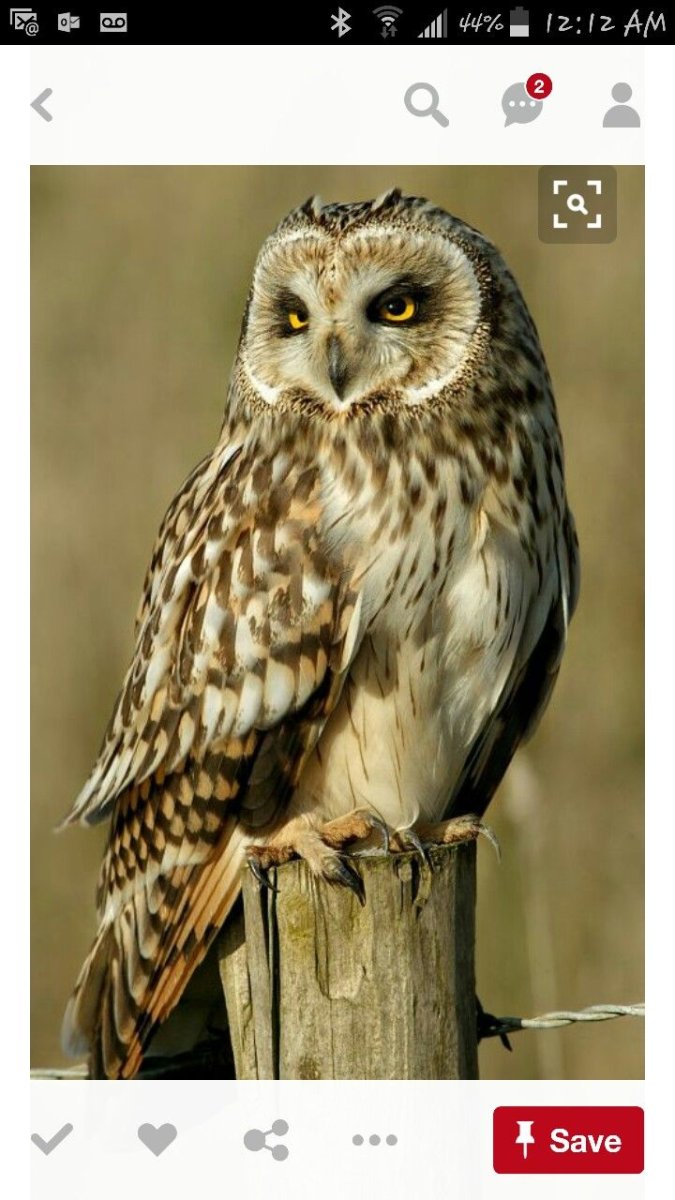 Болотная Сова сипуха