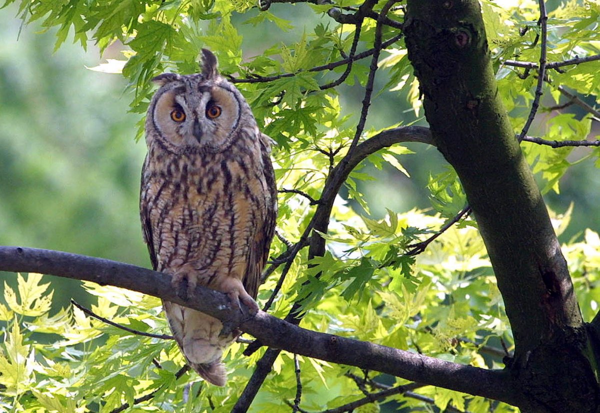 Ушастая Сова Свердловская область