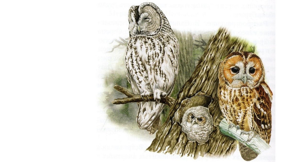 Серая неясыть красная книга