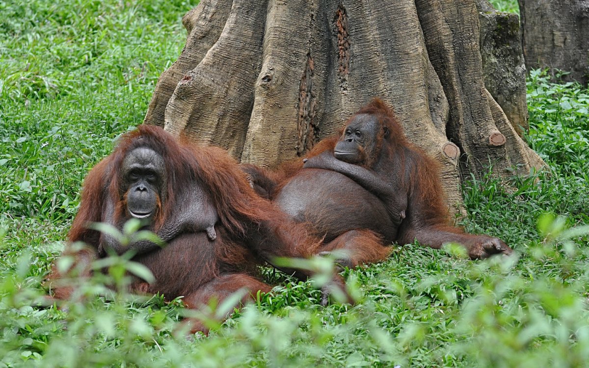 Pongo обезьяна