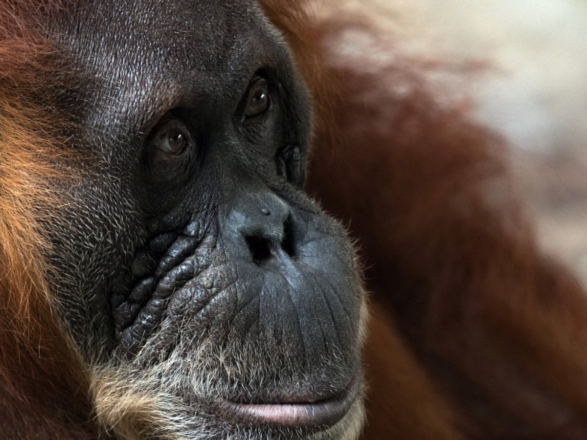 Орангутанг грустит