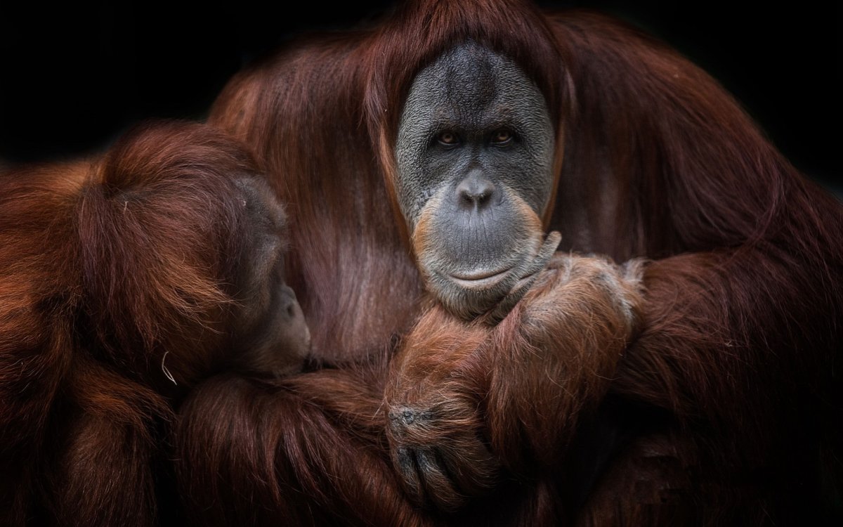Обезьяна большая коричневая