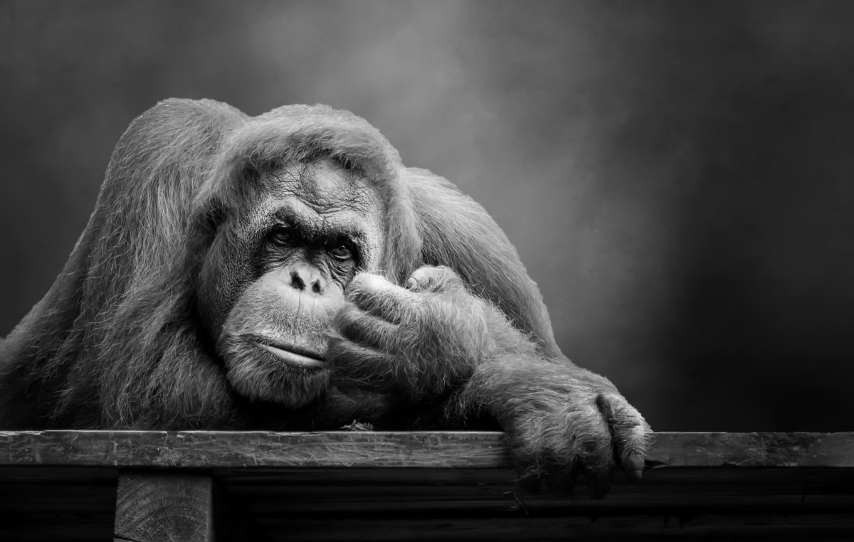 Обои с обезьянами