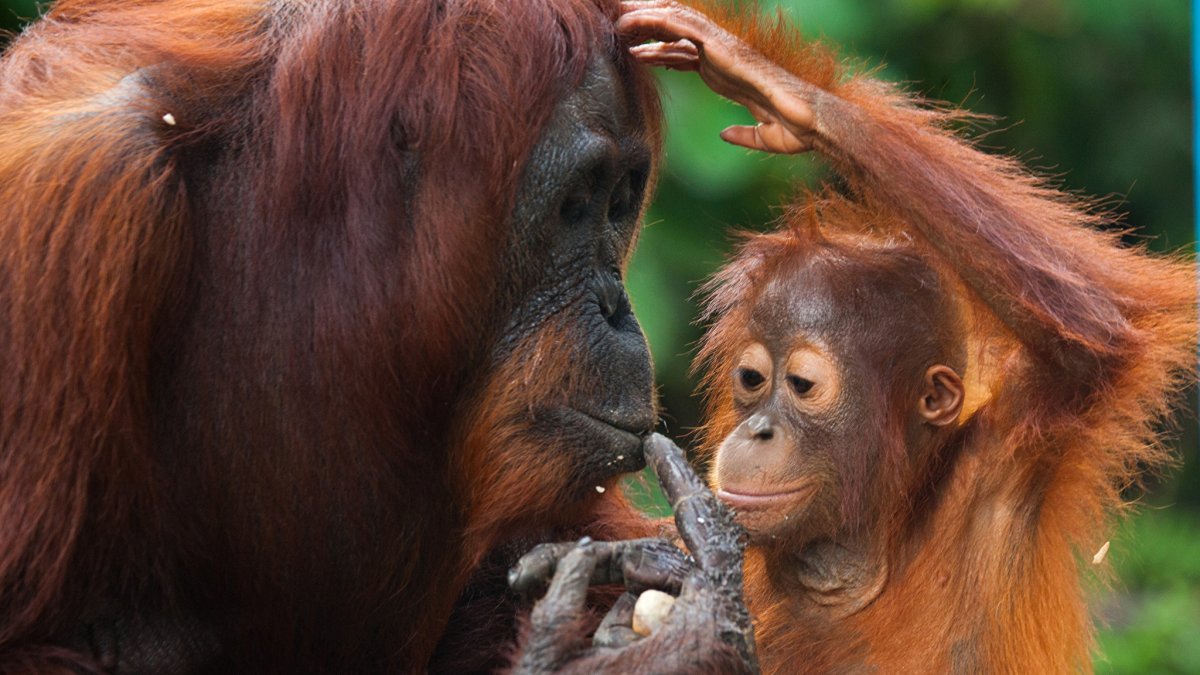 Орангутан детеныш