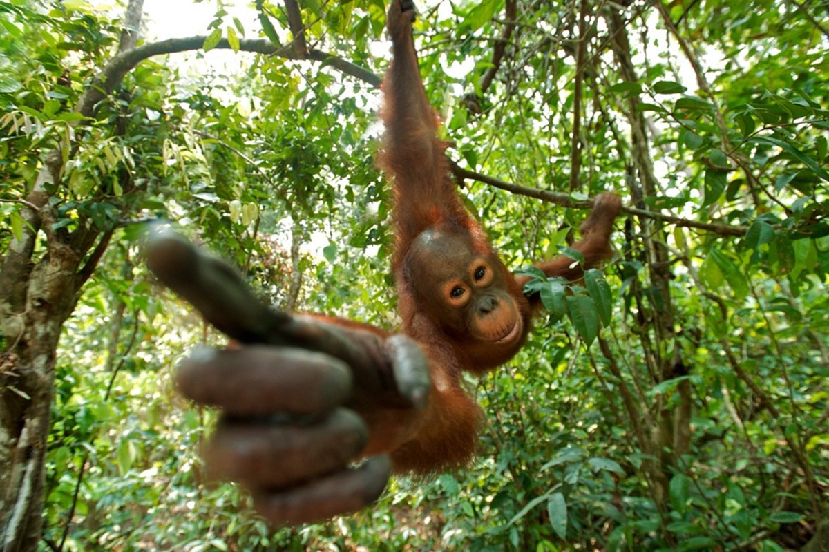 Обезьяна на ветке