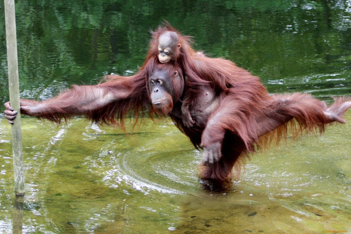 Орангутанг плавает
