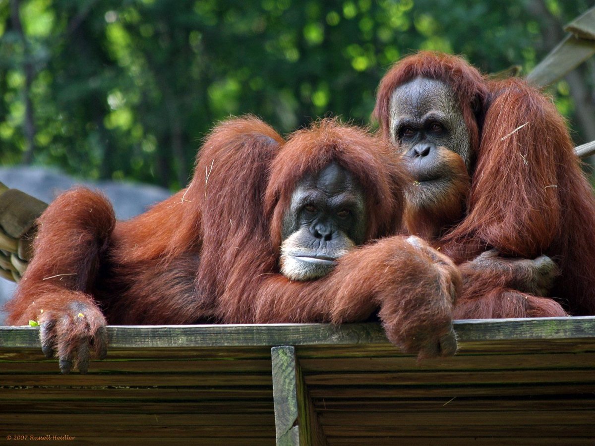 Коричневая обезьяна