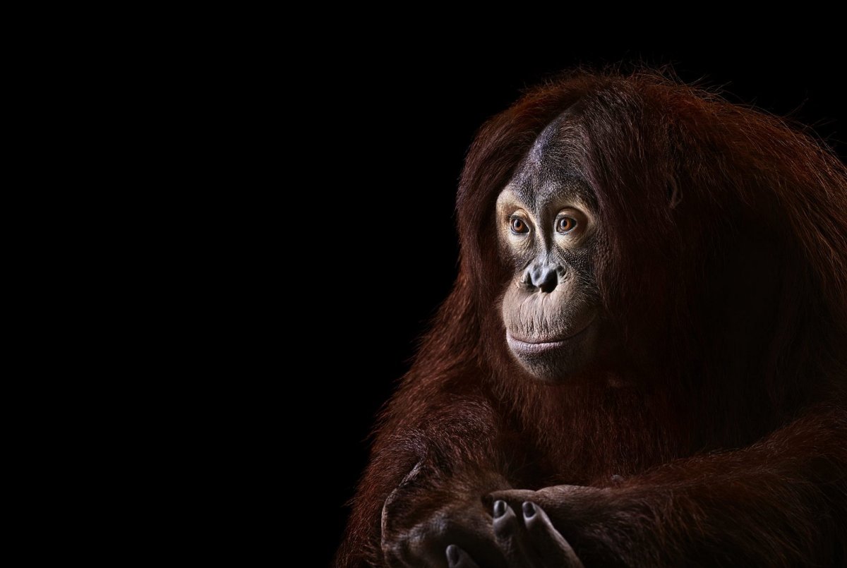 Фотограф Брэд Уилсон