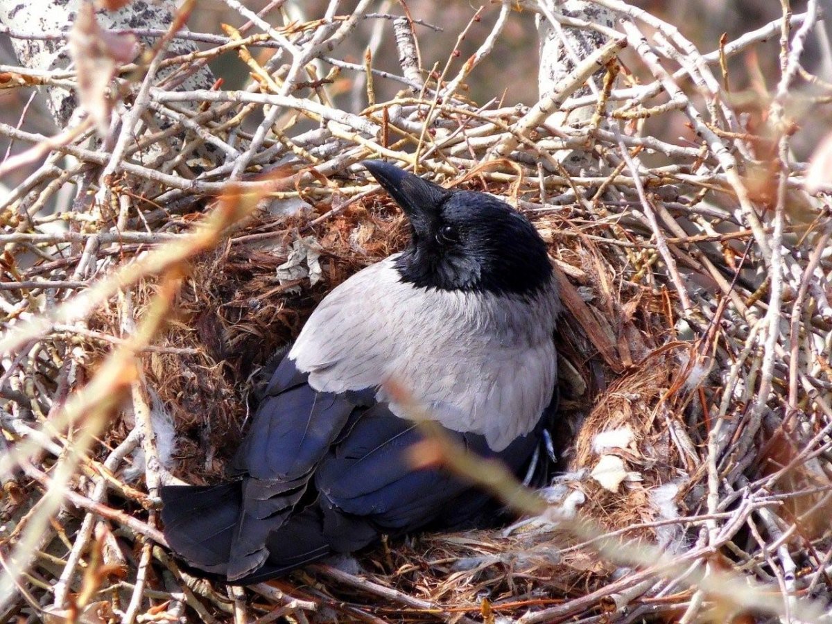 Ворона гнездование