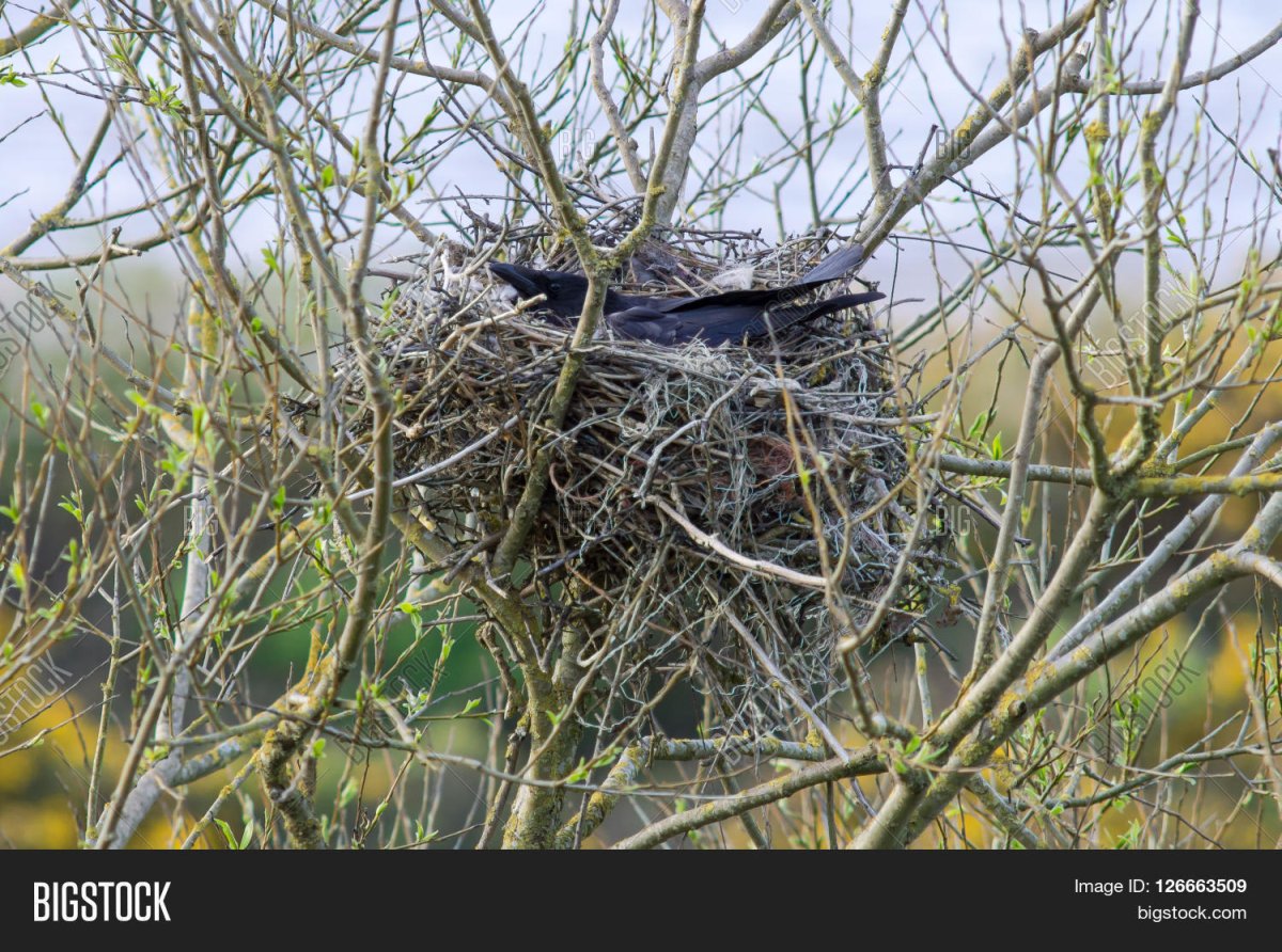 Гнездо влроны из нутри