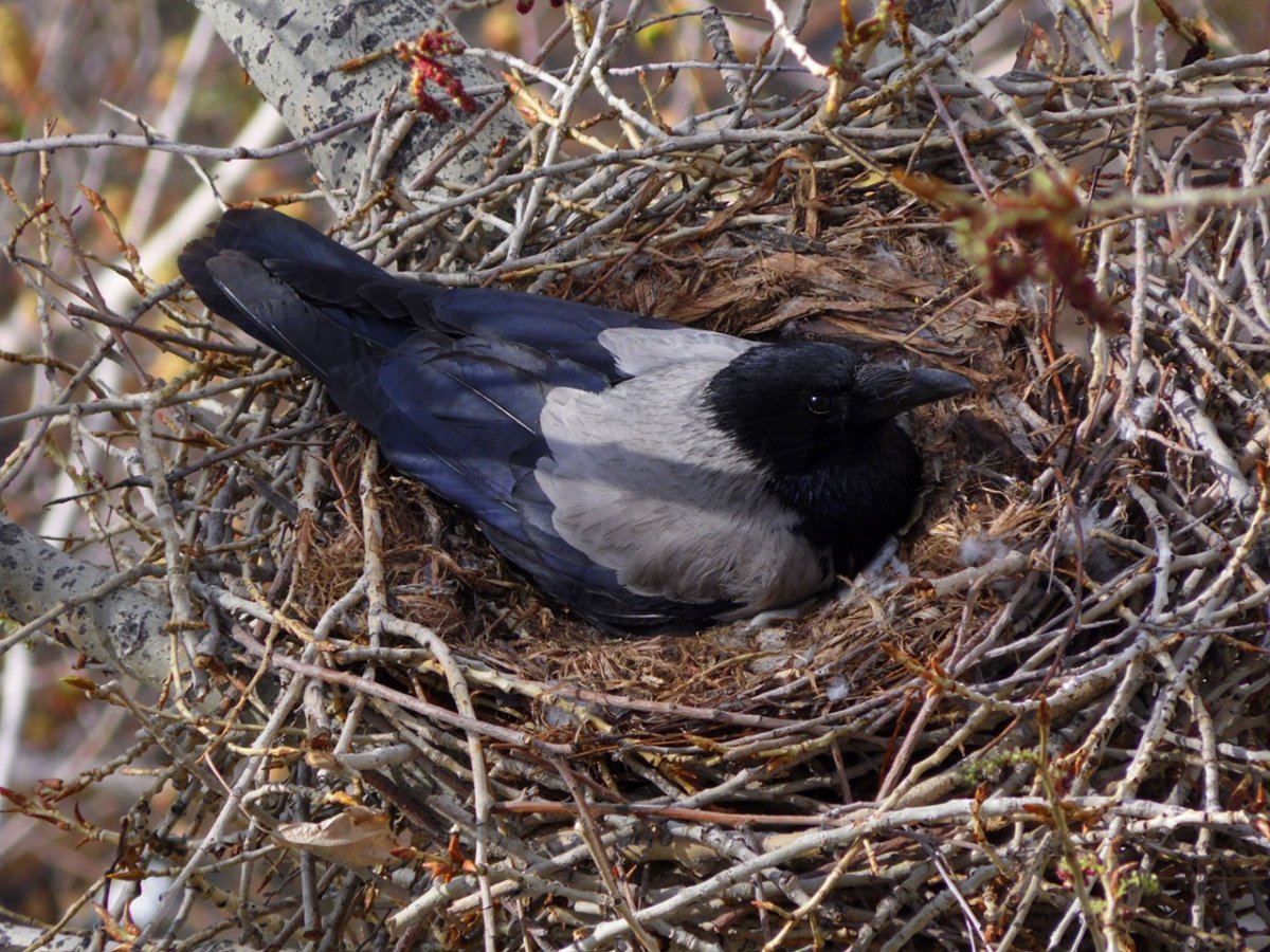 Гнездо ворона