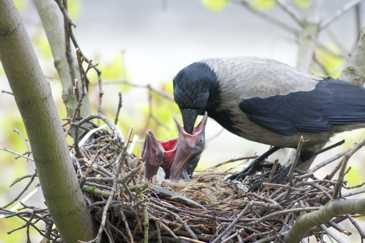 Серая ворона слеток