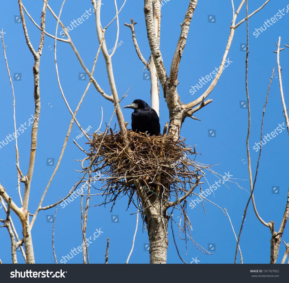 Грачи вьют гнезда