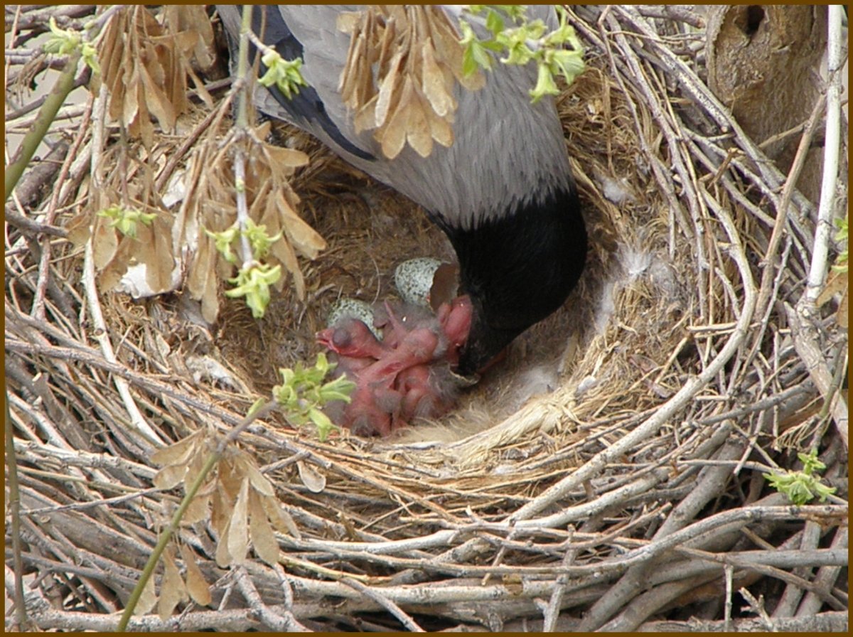 Воронье гнездо