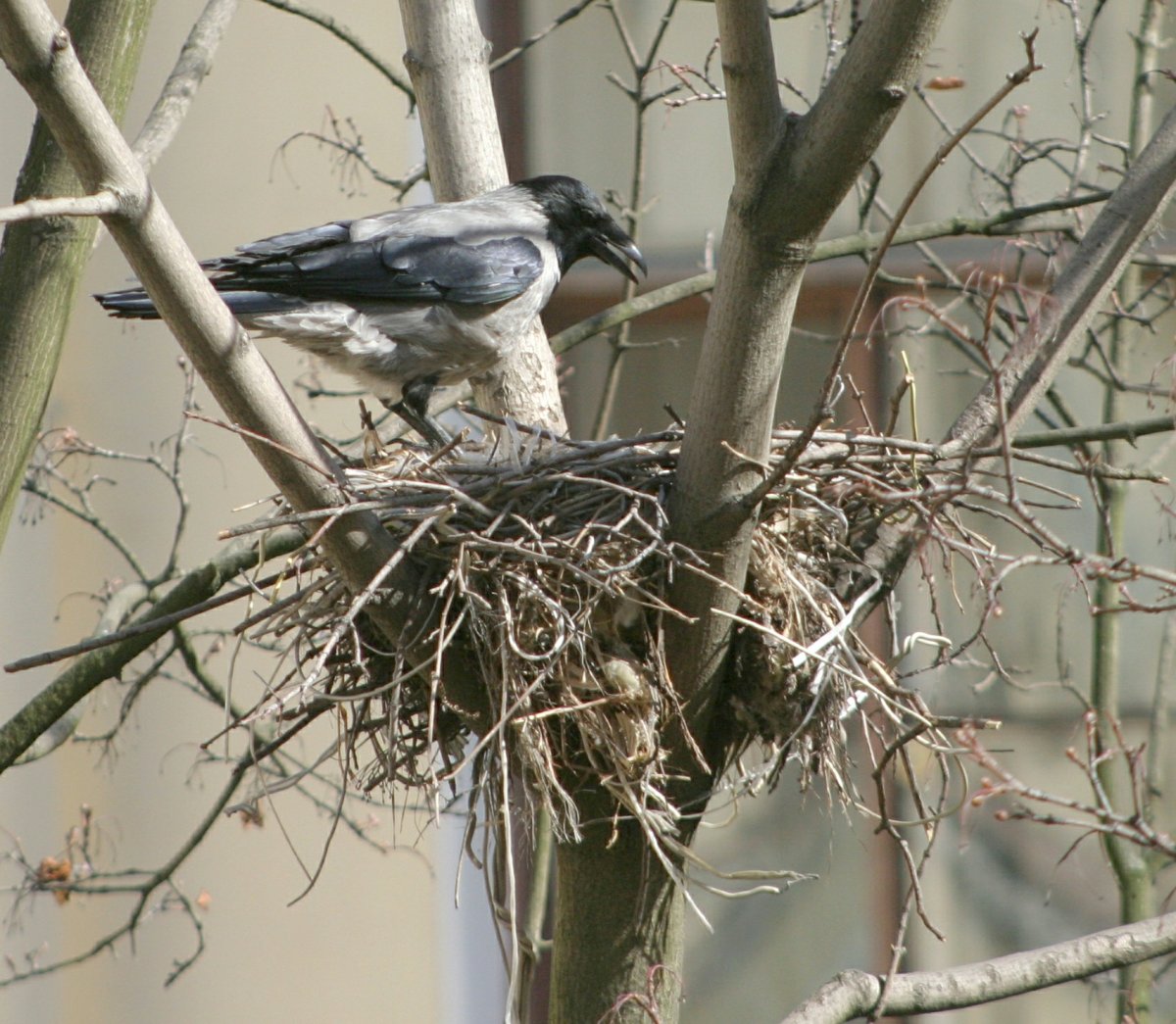 Гнезда врановых птиц